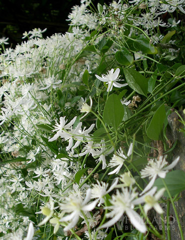 Sweet Autumn Clematis