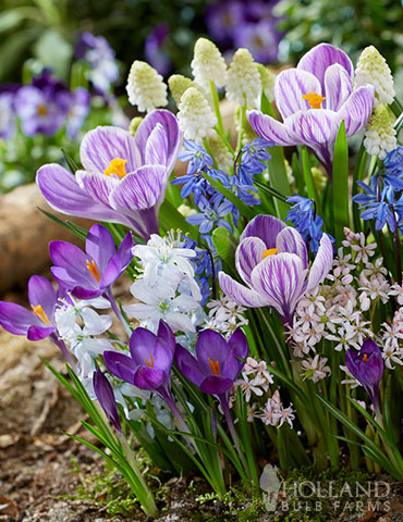 Sweet Little Birds Spring Blooming Mix 