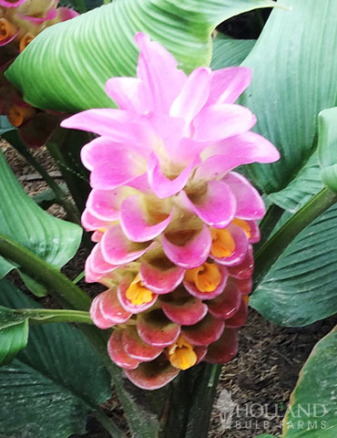 Sweet Memory Curcuma curcuma plant, curcuma, curcuma bulbs for sale, gingerwood nursery, siam tulip ginger, tropical bulbs, tropical plants, curcuma plant, ban rai red