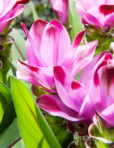 Sweet Rosy Curcuma Curcuma plant for sale, curcuma bulbs, curcuma plant sun or shade, easy bulbs to grow, red curcuma, siam plan, siam tulip care