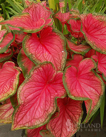 Sweetheart Caladium 