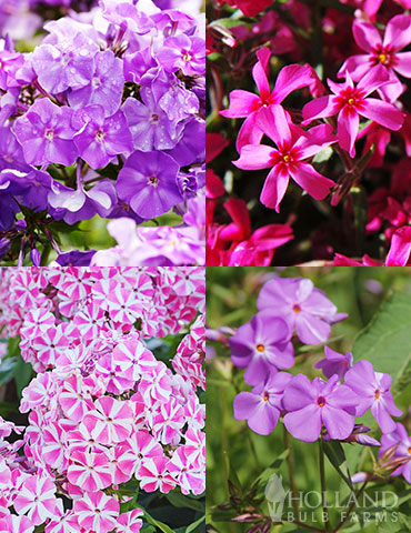 Tall Phlox Collection tall phlox, tall garden phlox, bare root phlox, summer phlox, tall garden perennials, summer blooming perennials, bare root perennials