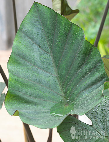 Tea Cup Elephant Ear colocasia tea cup indoor, colocasia tea cup, tea cup elephant ear, unique elephant ear, elephant ears tea cup, cheap elephant ear bulbs, where to buy elephant ear bulbs