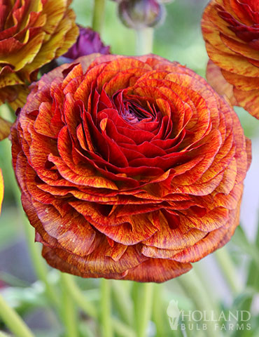 Tecolote® Ranunculus Cafe 