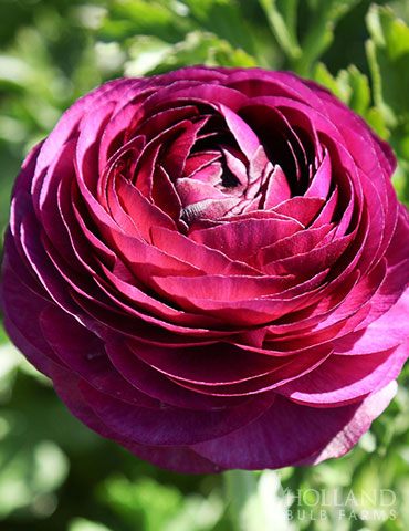 Tecolote®  Ranunculus Merlot 