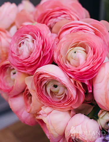 Tecolote® Ranunculus Pink 