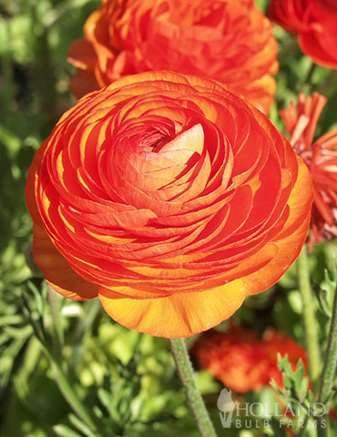 Tecolote® Ranunculus Sunset 