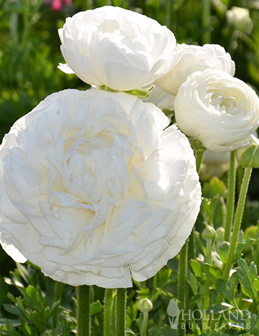 Tecolote® Ranunculus White 