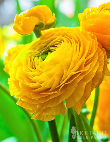 Tecolote® Ranunculus Yellow 