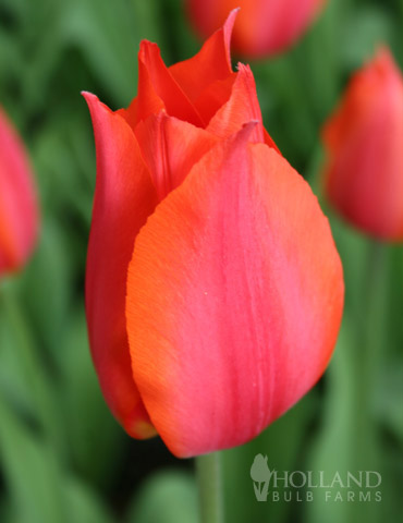 Temple of Beauty Single Late Tulip 