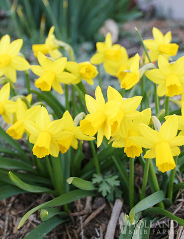 Tete A Tete Daffodil Jumbo Pack