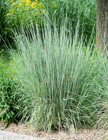 The Blues Little Bluestem Schizachyrium scoparium The Blues, the blues little bluestem, ornamental grasses, native plants, native grasses, blue grasses, oranamental grasses blue