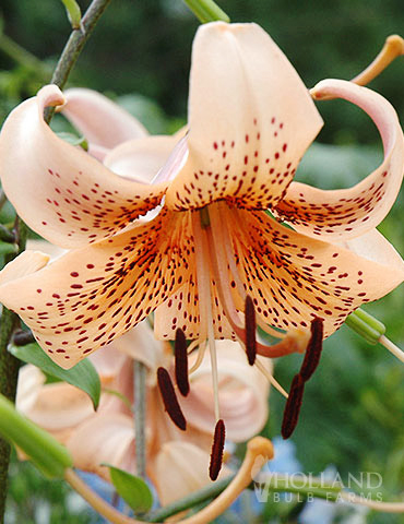 Tiger Babies Hybrid Lily 