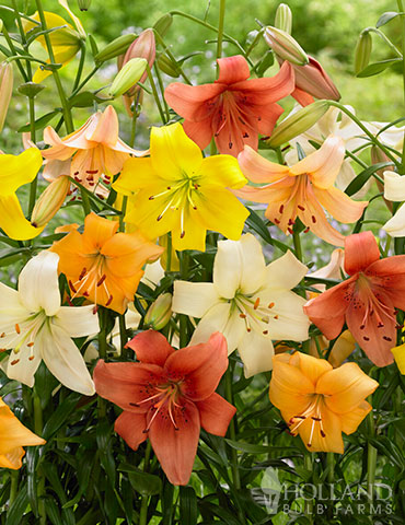 Tiger Lily Mix 