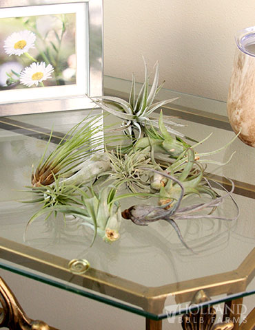 Tillandsia Air Plant Mix 10 Pack 