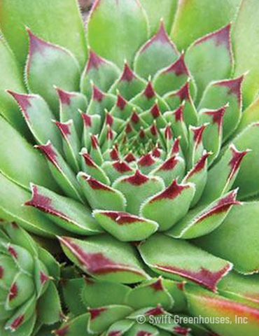 Tip Top Hens & Chicks 