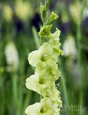 Toela Parrot Gladiolus 