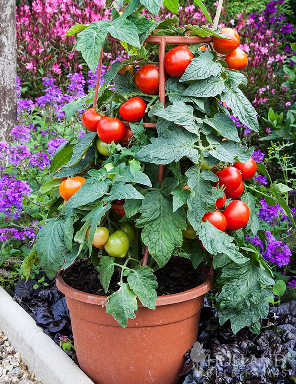 Tomato All-Star Mix Plant Start 4-Pack