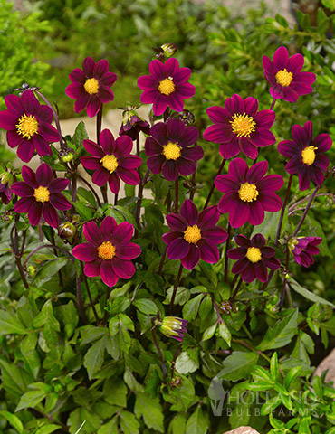 Top Mix Purple Miniature Dahlias 