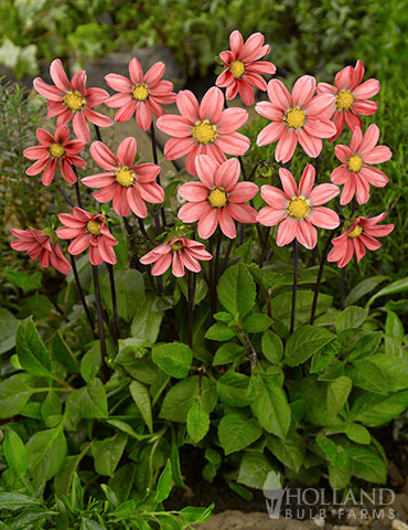 Topmix Salmon Dahlia dahlias for sale, growing dahlias in pots, dwarf dahlias, topmix salmon dahlias, border dahlias