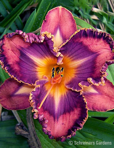 Total Spectrum Daylily 