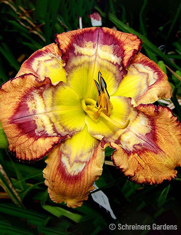 Trembler Reblooming Daylily 