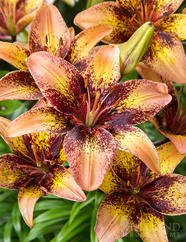 Tribal Dance Asiatic Lily