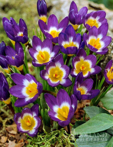 Tricolor Specie Crocus 