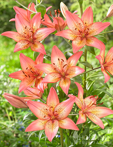 Trogon Asiatic Lily 