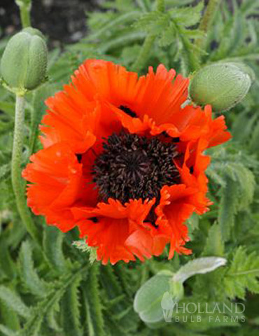 Turkenlouis Oriental Poppy 