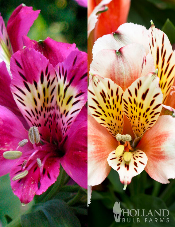 Twilight Sunset Alstroemeria Pre-Potted Duo