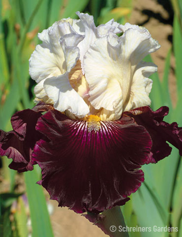 Twist of Sheree Reblooming Bearded Iris 