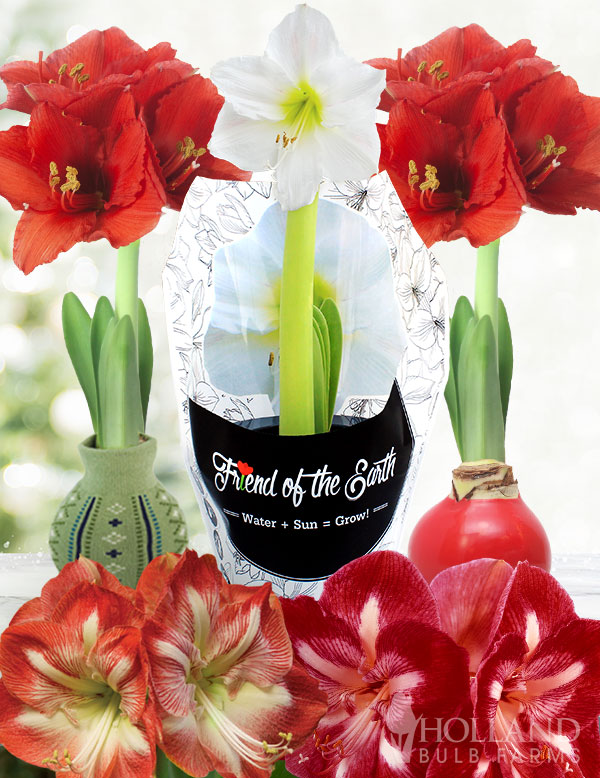 Ultimate Amaryllis Sampler Box