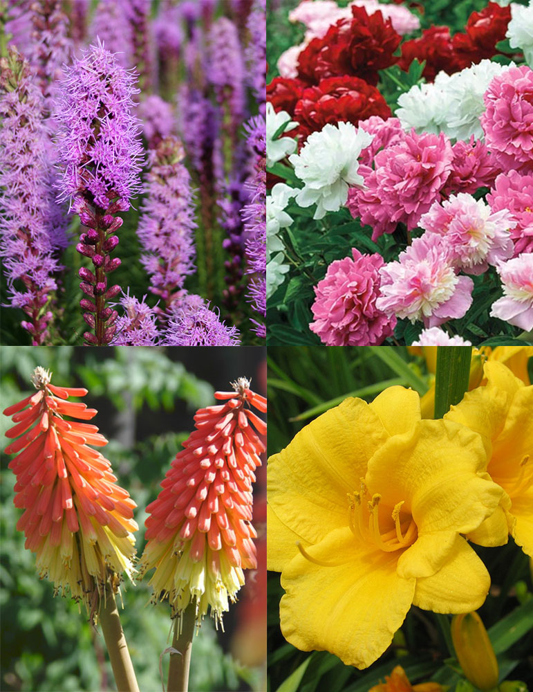 Ultimate Sun Perennial Value Collection easy to grow, sun loving perennials, easy to grow perennials, perennials that like it hot, perennials that tolerate drought, sunny easy to grow perennials