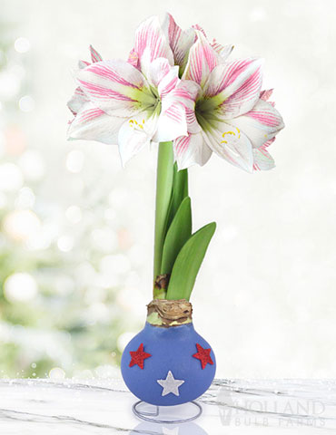 Uncle Sam Amaryllis 