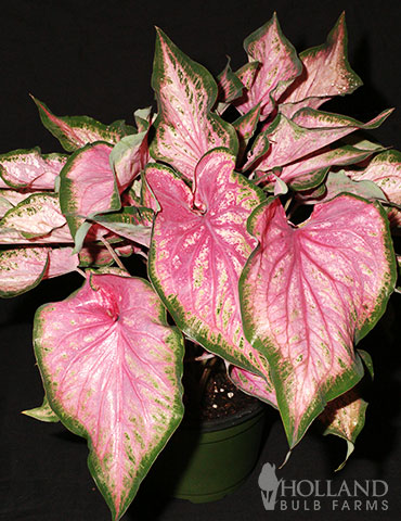 Va Va Violet Caladium caladium bulbs, caladium bulbs for sale, caladium for sale, unique caladium bulbs, purple caladium, pink caladium, strap leafed caladium