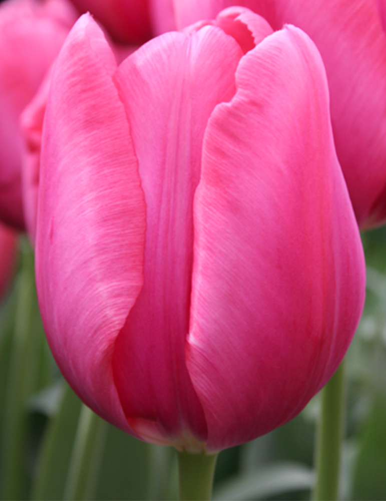 Van Eijk Darwin Hybrid Tulip 