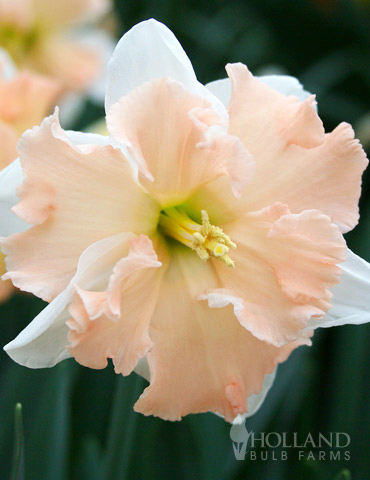 Vanilla Peach Butterfly Daffodil 