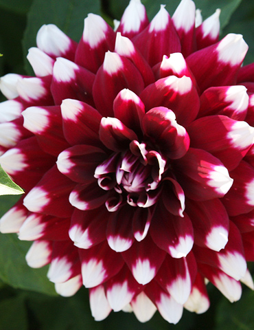 Verdi Glory Patio Dinnerplate Dahlia 