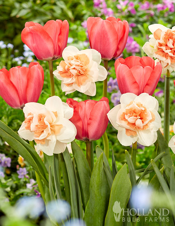 Vibrant Melon Tulip & Daffodil Mix