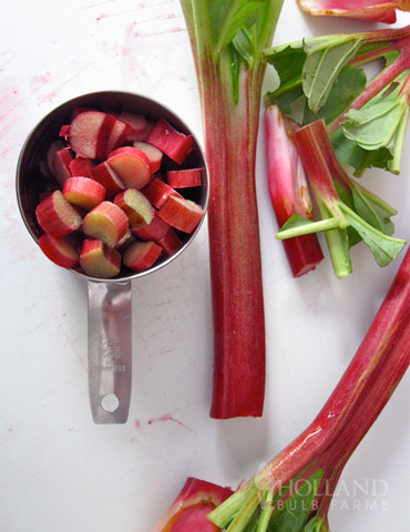 Victoria Rhubarb Plant 