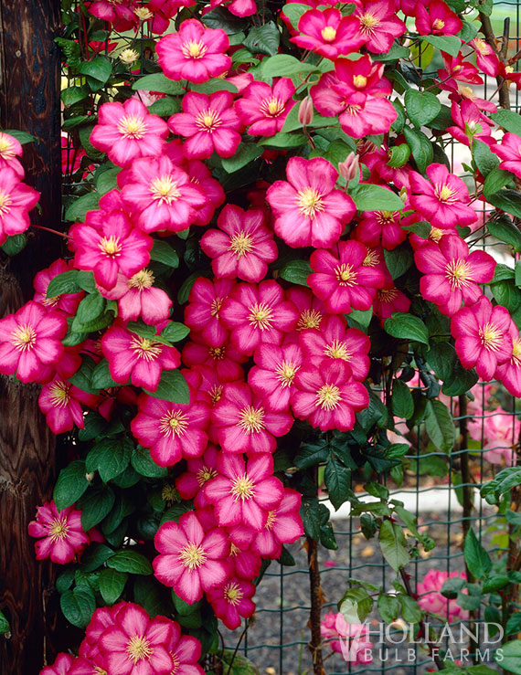 Ville De Lyon Pre-Potted Clematis