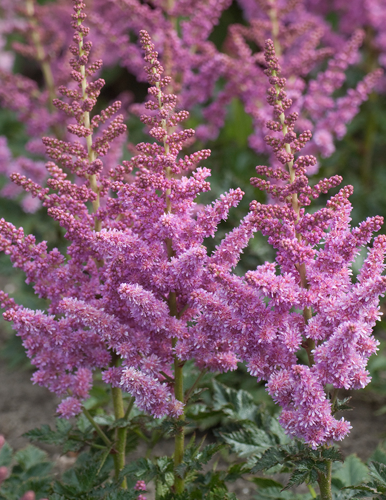 Visions Astilbe 