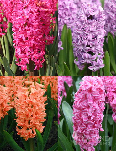 Vivid Hyacinth Collection 