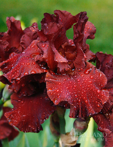 War Chief Bearded Iris 