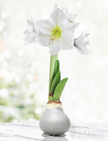 Warm Wishes Waxed Amaryllis