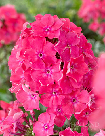 Watermelon Punch Tall Phlox 