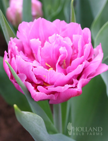 Wedding Gift Double Early Tulip 