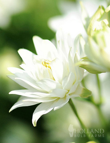 White Barlow Columbine 