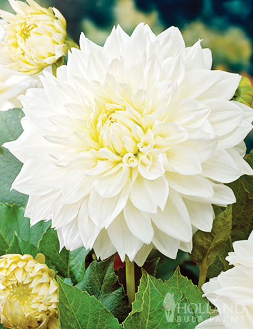 White Decorative Dahlia 